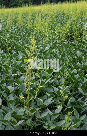 Three Oaks, Michigan, un erbaccia resistente agli erbicidi, Palmer amaranto, che cresce in un campo di soia. L'erbaccia ha sviluppato la resistenza al la maggior parte Foto Stock