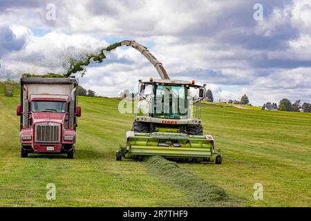 Clymer, New York, Alfalfa raccolto in una fattoria nella parte occidentale di New York Foto Stock
