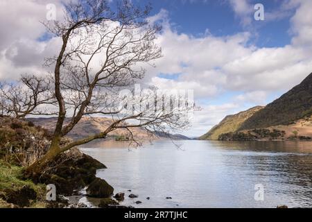 Albero a Ullswater nel Lake District, Cumbria, Inghilterra Foto Stock
