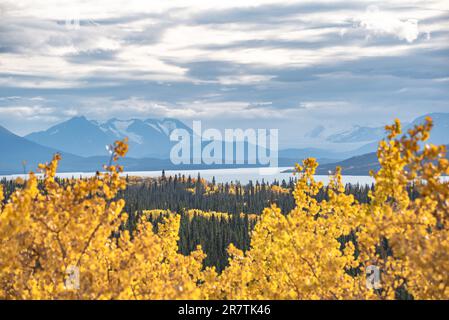 L'autunno nella Columbia Britannica settentrionale è pieno di toni gialli luminosi. Portato fuori da Atlin in autunno, settembre. Foto Stock