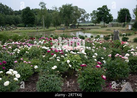 'Romju pojenes' è un nuovo giardino di peonia, istituito nel 2020. Attualmente, la fattoria cresce circa 730 diverse varietà di peonie. Foto Stock