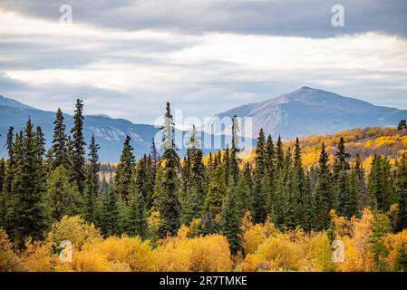 L'autunno nella Columbia Britannica settentrionale è pieno di toni gialli luminosi. Portato fuori da Atlin in autunno, settembre. Foto Stock