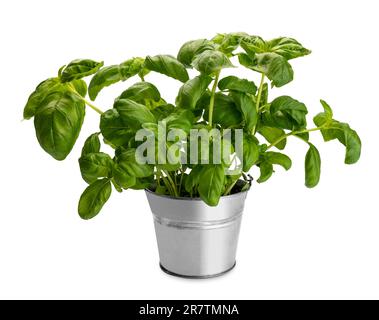 Laghetto con pianta di basilico con grandi foglie verdi, isolato su bianco con percorso di ritaglio incluso Foto Stock