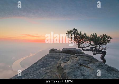 Tempo pino all'alba sopra la nebbia mattutina all'alba nella Svizzera sassone, vista da Lilienstein sulla valle dell'Elba, le montagne di arenaria dell'Elba Foto Stock