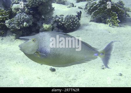 Pesci unicornfish Bluespine (naso unicornis), sito di immersione del Parco Nazionale Ras Mohammed, Sinai, Egitto, Mar Rosso Foto Stock