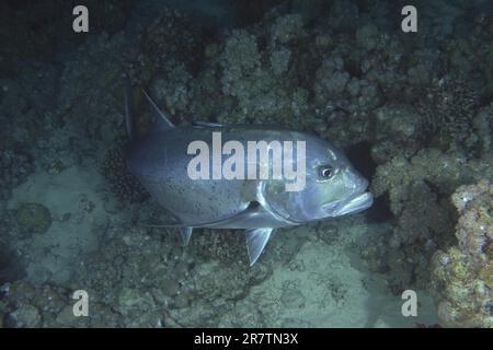 Caccia al Tevally gigante (Caranx ignobilis) di notte, Shaab Mahmoud sito di immersione, Sinai, Egitto, Mar Rosso Foto Stock