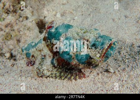 Novellame falso (Scorpaenopsis diabolus), Dive Site House Reef, Mangrove Bay, El Quesir, Mar Rosso, Egitto Foto Stock