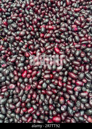 Syzygium cumini, comunemente noto come prugna di Malabar, prugna di Giava, prugna nera, jamun, jaman, jambul, o jambolan. Foto Stock