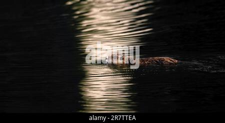 Un muskrat ( Ondatra zibethicus ) che nuota in un lago durante un tramonto d'oro creando onde morbide , spazio negativo, spazio copia, grande dimensione Foto Stock