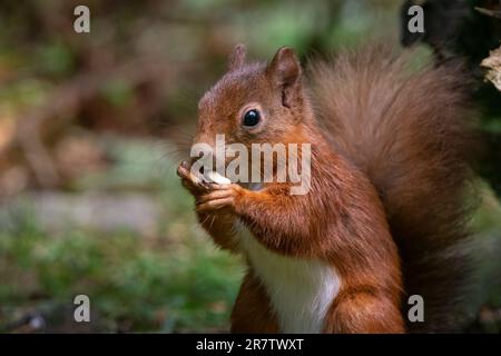Scoiattolo rosso (Sciurus vulgaris) nella Queen Elizabeth Forest, Aberfoyle, Scozia, Regno Unito. Foto Stock