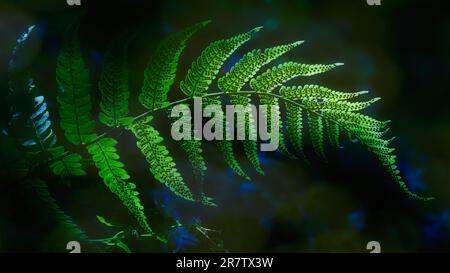 Foglie di felce verdi in morbida luce naturale su uno sfondo boschivo scuro e sfocato. Primo piano soffice di delicate fronde di felce con ricche tonalità verdi, shallo Foto Stock