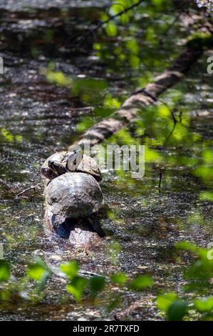 Un paio di tartarughe rosse con corsoio si affrontano su un laghetto idilliaco di tronchi Foto Stock