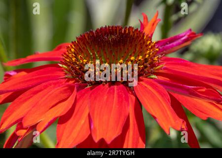 Primo piano di un disco di coneflower rosso, con stimmi e grani di polline gialli. Foto Stock