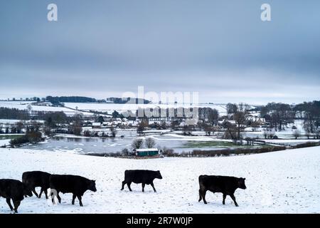 Mandria di bestiame di Aberdeen Angus che vagano nella scena vinicola ad Asthall nel Cotswolds, Oxfordshire Foto Stock