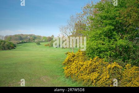 Il parco pubblico Westwood e il campo da golf in primavera con la gola gialla in fiore fiancheggiata da praterie e alberi sotto il cielo blu luminoso a Beverley, Regno Unito. Foto Stock