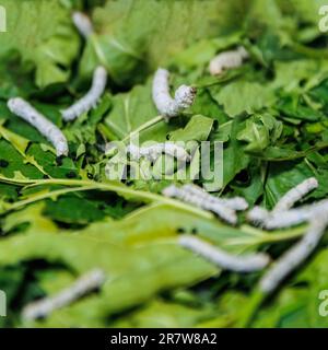 Vista ravvicinata di Bombyx mori o bachi da seta che mangiano foglie di gelso verde, raccolta e lavorazione del bozzolo di seta Foto Stock