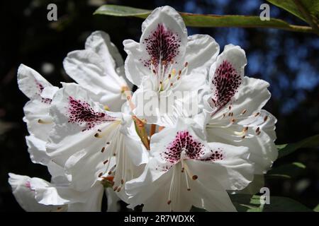 Primo piano del White Rhododendron Foto Stock