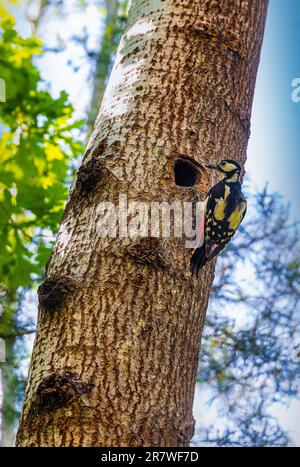 Singolo Grande Picchio macchiato - Dendrocopos Major - su tronco d'albero con nidifiche cave e giovanili nella foresta di Kampinos nella regione di Mazovia in Polonia Foto Stock