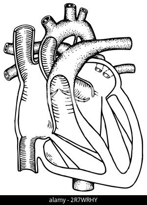 Cuore umano isolato su sfondo bianco Illustrazione Vettoriale