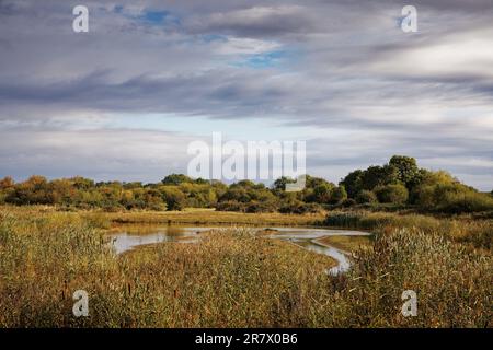 Letto di casa nella riserva naturale di Attenborough, Nottingham. Foto Stock