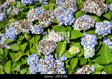 fiore di hydrangea macrophylla fiorito nel giardino Foto Stock