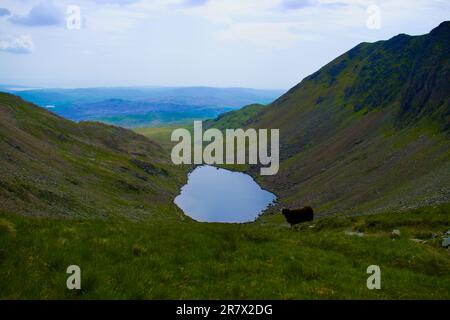 Pecore Herdwick affacciate su Goat's Water Foto Stock