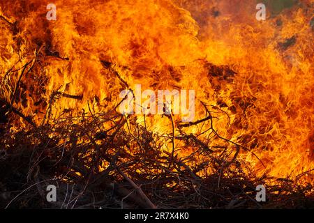 Fuoco intenso che brucia in scrub e sottobosco. fiamma molto intensa, adatta come foto indipendente o come sfondo. Foto Stock