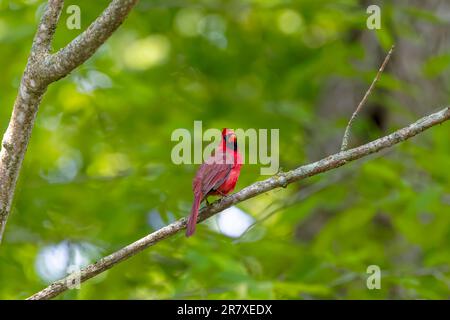 Il cardinale settentrionale (Cardinalis cardinalis). Maschio in primavera durante il corteggiamento di uccelli seduti su un albero di ramo Foto Stock
