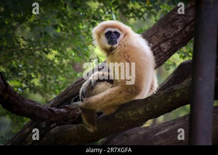 Gibbon a mani bianche (Lar Gibbon) seduto su un ramo di un albero, curioso di qualcosa che cattura la sua attenzione. Foto Stock