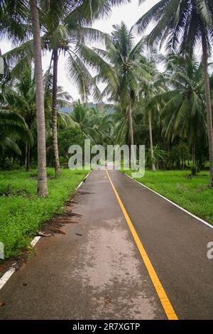 Strada rurale vuota nella campagna della Thailandia. Strada fiancheggiata da palme e cespugli autoctoni. Foto Stock