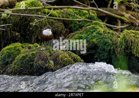 Dipper [ Cincluss cincluss ] Adulto con Giovanile che riposa su roccia mossy da un fiume Foto Stock