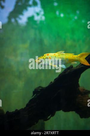 Pesci carpa koi gialli nuotano in un acquario di acqua dolce serbatoio nel parco Dharmapala, Galle. Foto Stock