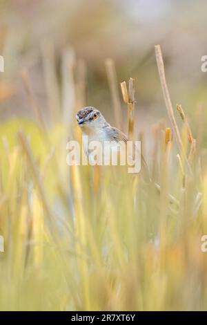 Uccello wren-warbler pianura che foraging nelle canne risone campo al mattino. Foto Stock