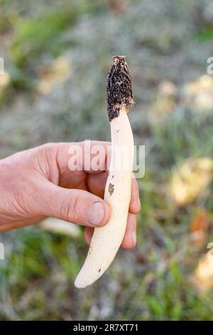 Il fungo Veselka in mano di un uomo. Funghi commestibili e medicinali. Foto Stock