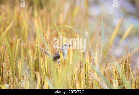 Uccello wren-warbler pianura che foraging nelle canne risone campo al mattino. Foto Stock