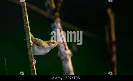 Carino Tailorbird comune che si foraggio presto al mattino, la luce morbida del mattino splende sulle piume dell'uccello. Foto Stock