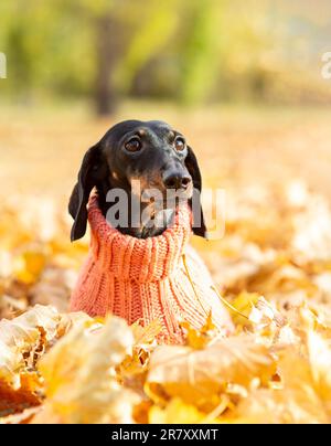 Ritratto di un cane dachshund nelle foglie cadute di un parco autunnale in una giornata di sole. Camminare con un cane vestito in una calda tuta in una giornata fredda. Foto Stock