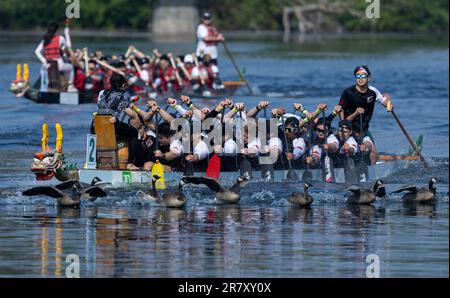 Toronto, Canada. 17th giugno, 2023. I partecipanti si sfidano durante il Toronto International Dragon Boat Race Festival del 2023 a Toronto, Canada, il 17 giugno 2023. Questo evento annuale di due giorni ha preso il via qui sabato con la partecipazione di centinaia di partecipanti da tutto il mondo. Credit: Zou Zheng/Xinhua/Alamy Live News Foto Stock