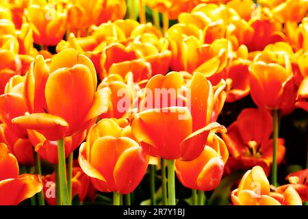 Foto primaverile di tulipani rossi e gialli dorati nel parco, piantagione Foto Stock