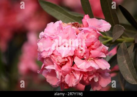 Rosa francese fiori di Oleandro (doppio) (Nerium oleander) con foglie verdi : (pix Sanjiv Shukla) Foto Stock