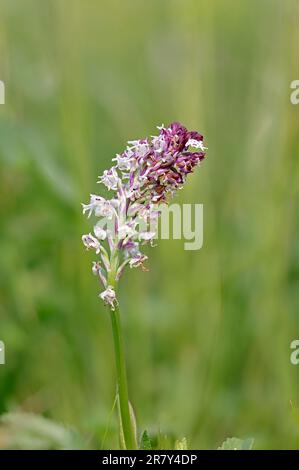Burnt-tip Orchid al Clattinger Farm Wiltshire Regno Unito Foto Stock
