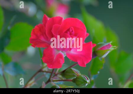 Rosa arbusto, rosa, Walter Rieger, Hetzel 1977 Rose Garden a Oberderdingen Foto Stock