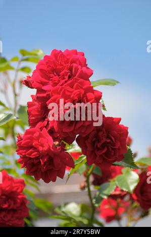 Rosa rossa in giardino, rosa nobile Foto Stock