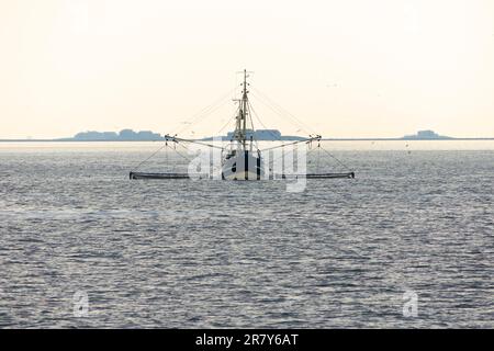 Shrimper nel Mare del Nord. È una delle tecniche culturali più antiche della pesca nel Mare del Nord Foto Stock