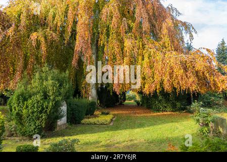 Foglie gialle e rosse e fogliame al salice del cimitero nel quartiere Altona di Amburgo. Si tratta di un cimitero rurale, di colore autunnale, in Foto Stock