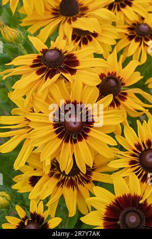 Rudbeckia ibrido nel giardino estivo. Foto Stock