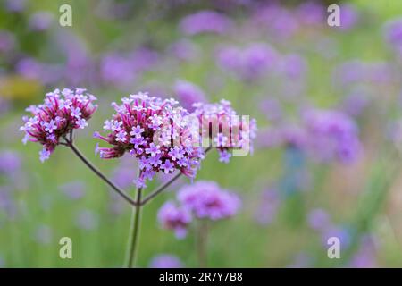 Perenne verbena fiori nel giardino estivo. Foto Stock