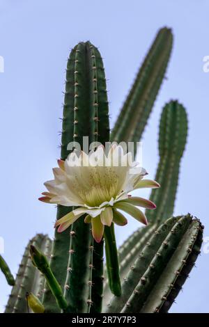 Cactus di mela peruviana o cactus di Hedge o Cereus hildmannianus in pieno fiore primo piano. Israele Foto Stock