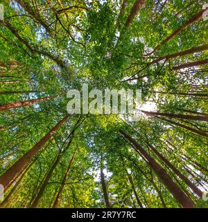 Baldacchino sparato in una foresta mista con pini, acero e altri alberi decidui. Foto Stock