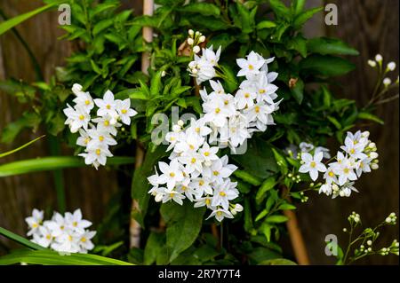 Fiori di gelsomino in piena fioritura in un piccolo giardino urbano a Brighton , Inghilterra , Regno Unito Foto Stock